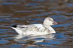 Snow Goose